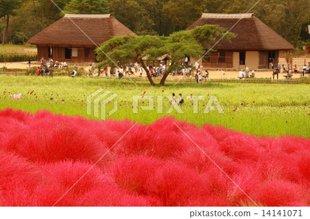 Kokia of the state-owned Hitachihama Beach Park Kokia of the state-owned Hitachihama Beach Park 14141071