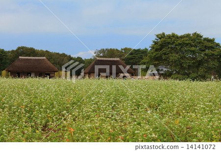 Buckwheat field of state-run Hitachihama Beach Park Buckwheat field of state-run Hitachihama Beach Park 14141072