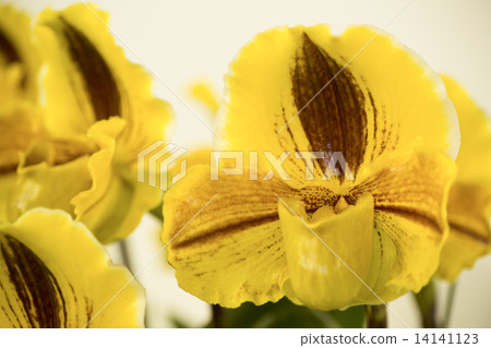 Paphiopedilum Paphiopedilum 14141123