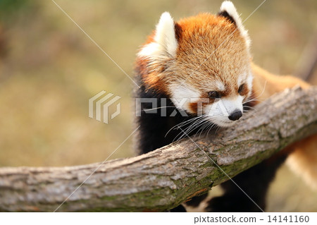 小熊貓 小熊貓 14141160