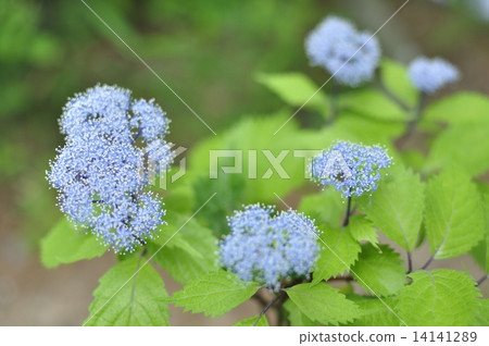 Hydrangea Hydrangea 14141289