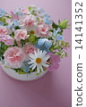Carnation  14141352