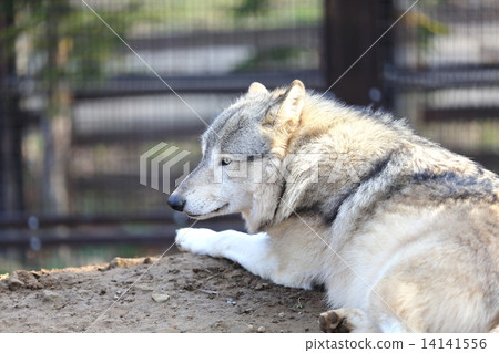 Shinlin Wolf 14141556