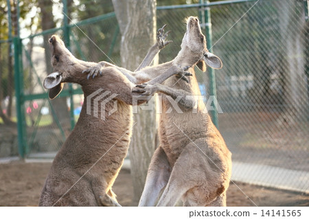 Kangaroo 14141565
