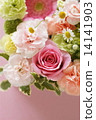 Carnation  14141903