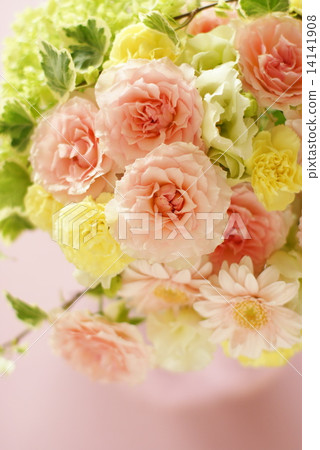rose rose 14141908