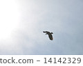 天空 14142329