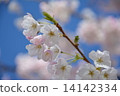 櫻花 14142334