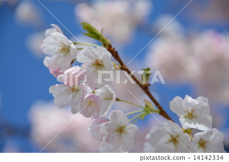 櫻花 櫻花 14142334