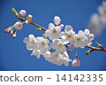 櫻桃樹 14142335