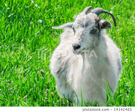 Portrait of a goat on a green meadow. 14142483