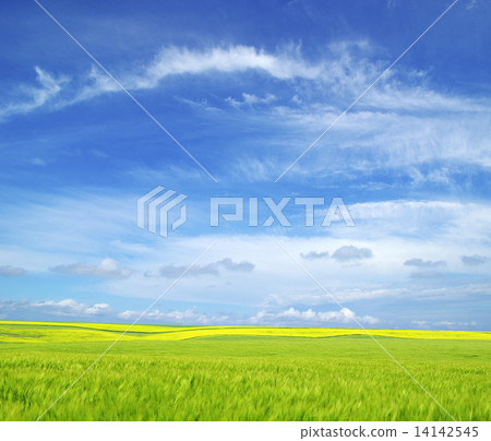 field 14142545