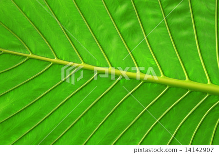 leaf background leaf background 14142907