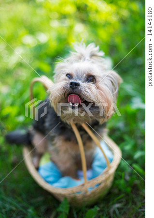 Yorkshire Terrier sitting in basket Yorkshire Terrier sitting in basket 14143180
