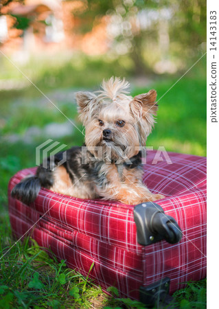 Yorkshire Terrier sitting on suitcase Yorkshire Terrier sitting on suitcase 14143183