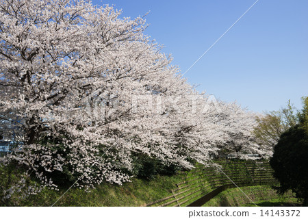 Cherry blossom trees of Kurosuda River Cherry blossom trees of Kurosuda River 14143372
