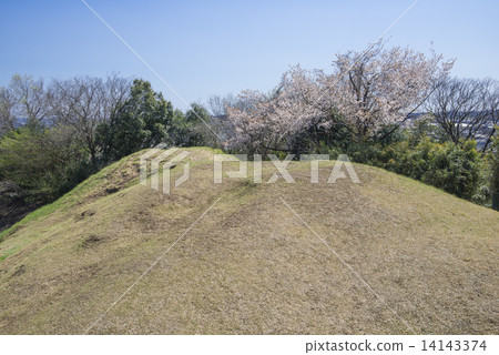 Cherry blossoms of Inari pre-mound tumulus Cherry blossoms of Inari pre-mound tumulus 14143374