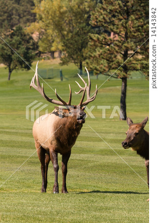 Bull Elk Bugling in Rut Bull Elk Bugling in Rut 14143842