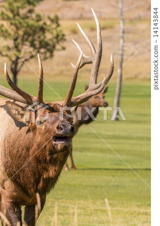 Bull Elk Bugling in Rut 14143844