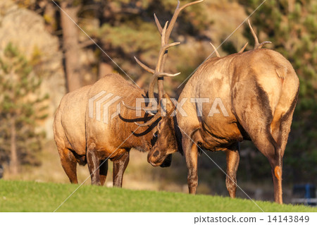Bull Elk in Rut Sparring for Dominance Bull Elk in Rut Sparring for Dominance 14143849