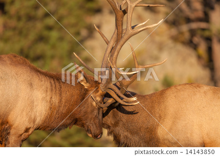 Bull Elk in Rut Sparring for Dominance 14143850