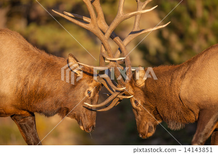 Bull Elk in Rut Sparring for Dominance Bull Elk in Rut Sparring for Dominance 14143851