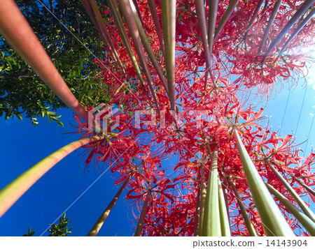 Mandarin saixa 14143904