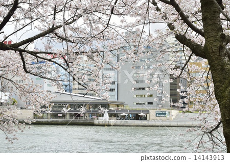 Minami Temma公園櫻花盛開Yabukiya海灘 14143913