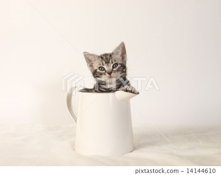 An American Short Hair Kitty Cat in a Pitcher 14144610