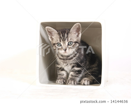 American short hair kitten in a bowl 14144636