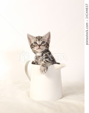 An American Short Hair Kitty Cat in a Pitcher 14144637
