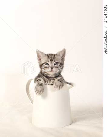 An American Short Hair Kitty Cat in a Pitcher 14144639