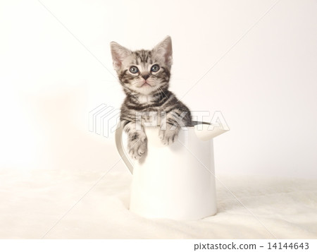 在投手的美國短髮小貓貓 14144643