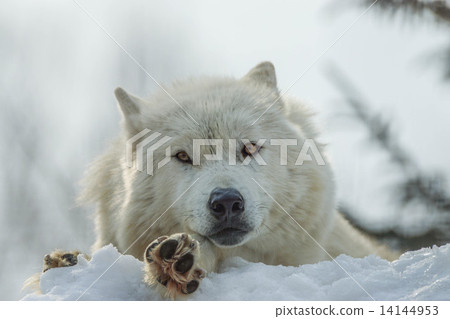 Shinlin Wolf Asahiyama Zoo (Asahikawa) Shinlin Wolf Asahiyama Zoo (Asahikawa) 14144953