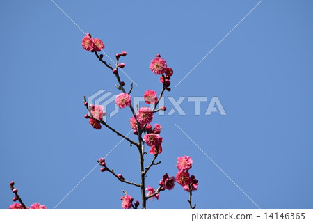 Mai of Red Fugen Valley [Koishikawa Botanical Garden] 14146365