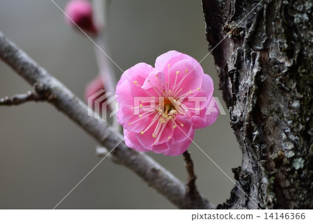 Plum blossom undeveloped red (Keio Mogusaen) 14146366