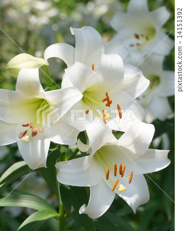 Shirayuri (Sleeping Lily Park) 14151392