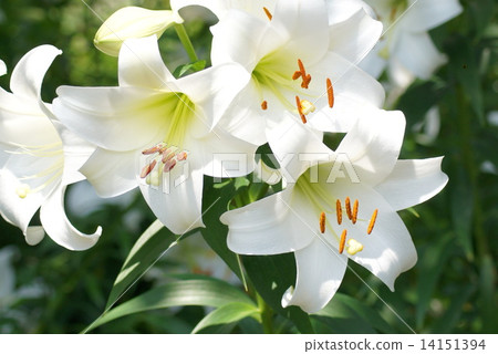 Shirayuri (Sleeping Lily Park) 14151394