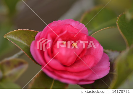 Sasanqua 14170751