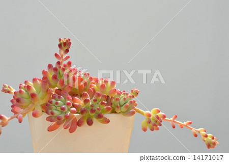 Succulent plants Succulent plants 14171017