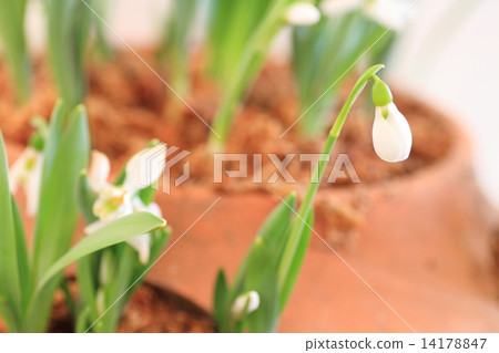 Snowdrop flowers 14178847