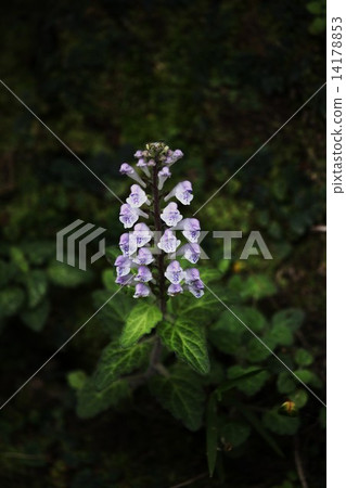 Akaboshi Tatsunamisou Akaboshi Tatsunamisou 14178853