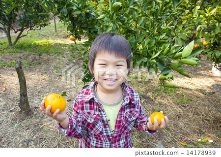 Children hunting oranges 14178939