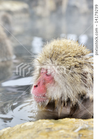 猴子在地獄谷猴園 猴子在地獄谷猴園 14179299