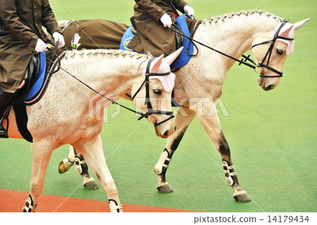 Paddock guided horse 14179434