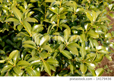 Fragrant Fragrant 14179436