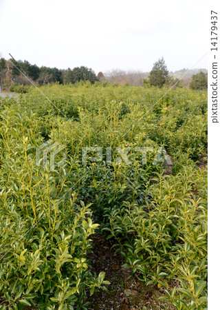 Fragrant Fragrant 14179437