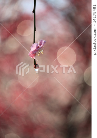 一滴幸福 14179491