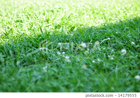 Lawn 14179555
