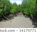 mangrove 14179771
